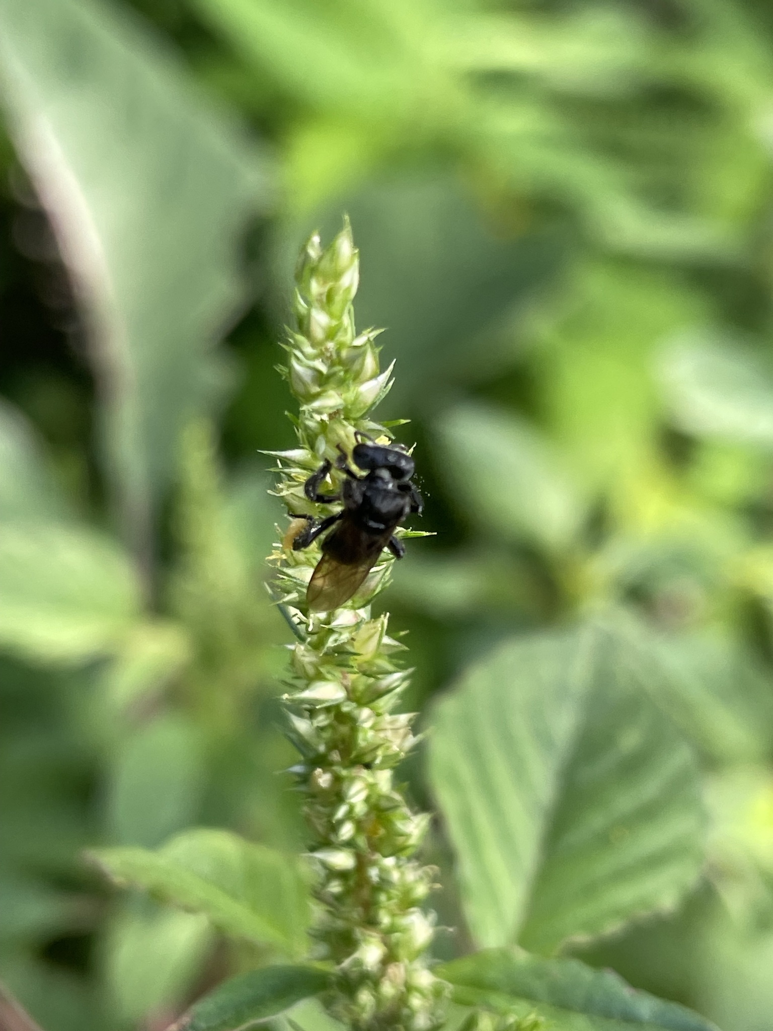 Abeja recolectando polen
