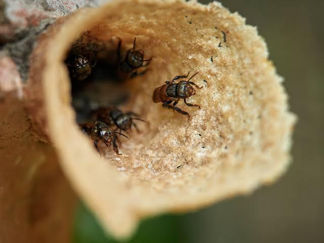 Nido de Scaptotrigona