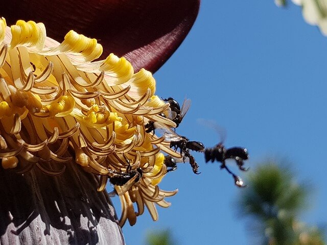 Ejemplar Scaptotrigona mexicana