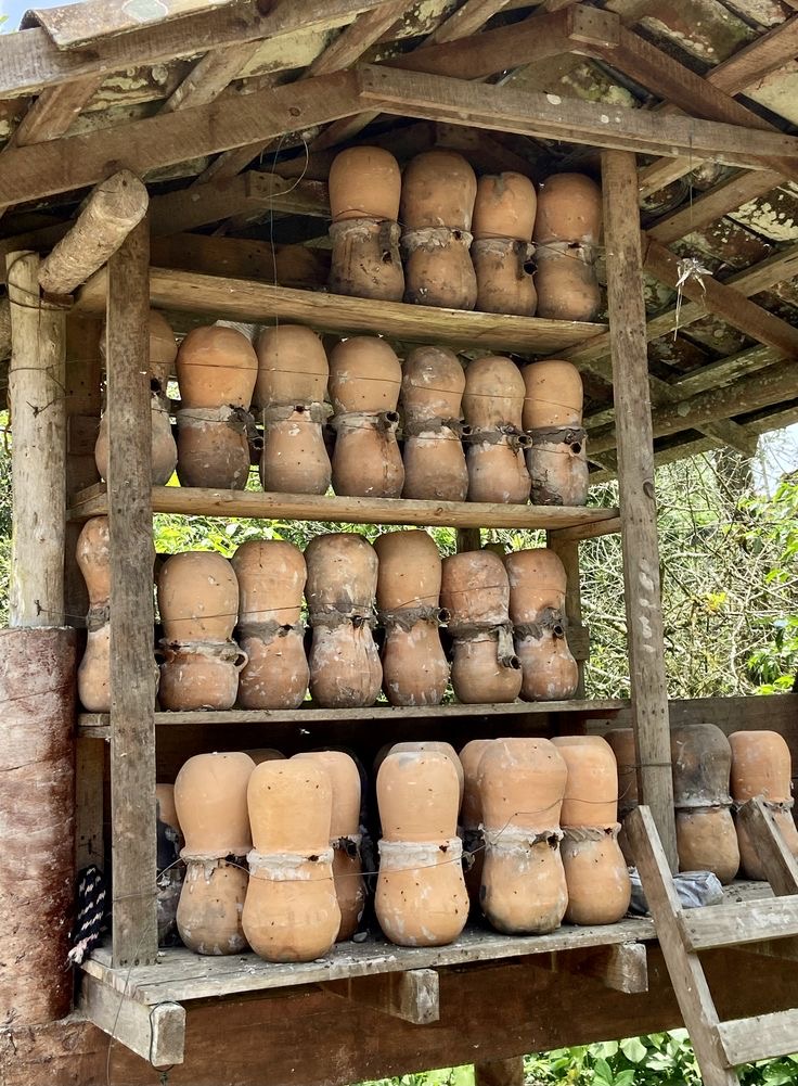 Crianza de meliponas